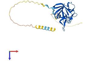 FGF13 Protein (AA 1-245) (His tag)