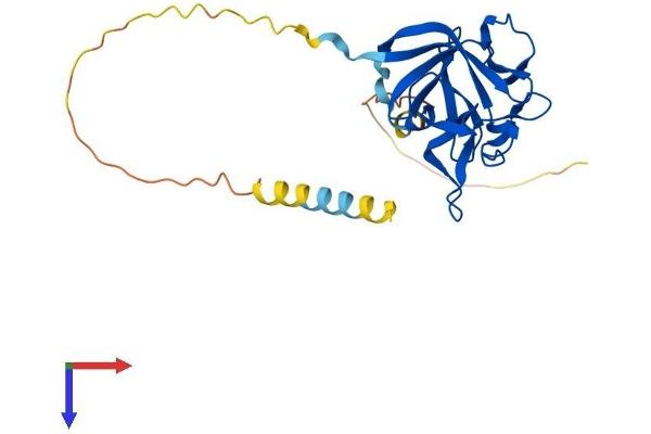 FGF13 Protein (AA 1-245) (His tag)