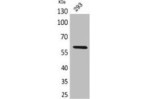 Western Blot analysis of 293 cells using ALPP/ALPPL2 Polyclonal Antibody. (PLAP Antikörper  (N-Term))