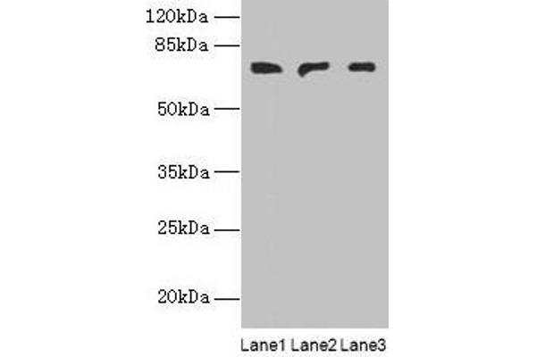PLCz1 anticorps  (AA 1-415)