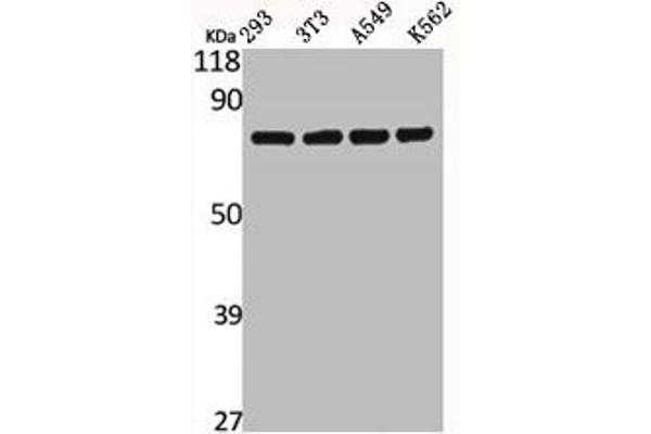 CAPN12 Antikörper  (Internal Region)