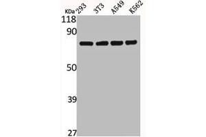 Western Blot analysis of 293 NIH-3T3 A549 K562 cells using Calpain 12 Polyclonal Antibody