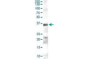 HAVCR2 polyclonal antibody  (0. (TIM3 Antikörper)