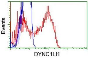 HEK293T cells transfected with either RC222010 overexpress plasmid (Red) or empty vector control plasmid (Blue) were immunostained by anti-DYNC1LI1 antibody (ABIN2452966), and then analyzed by flow cytometry. (DYNC1LI1 Antikörper)