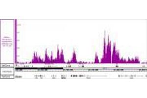 Histone H3K36me3 recombinant antibody (rAb) tested by ChIP-Seq  Chromatin immunoprecipitation (ChIP) was performed using the  High Sensitivity Kit  with 30 µg of HAP1 cell line- myeloid leukemia chromatin and 4 µg of Histone H3K36me3 antibody. (Rekombinanter Histone 3 Antikörper  (H3K36me3))