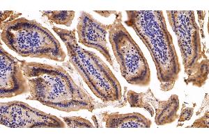 Detection of CK19 in Mouse Small intestine Tissue using Polyclonal Antibody to Cytokeratin 19 (CK19) (Cytokeratin 19 Antikörper  (AA 1-403))