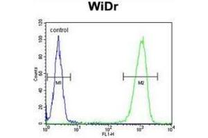 Flow cytometric analysis of WiDr cells (right histogram) compared to a negative control cell (left histogram) using Peroxin 2 / PEX2 / RNF72  Antibody . (PEX2 Antikörper  (Middle Region))