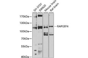 Western blot analysis of extracts of various cell lines, using R antibody (ABIN1682483, ABIN3018977, ABIN3018978 and ABIN6220653) at 1:1000 dilution. (RAPGEF4 Antikörper  (AA 1-210))