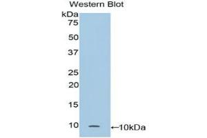 Western blot analysis of the recombinant protein. (SCGB1A1 Antikörper  (AA 21-96))