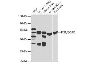 Western blot analysis of extracts of various cell lines, using PIST/PIST/GOPC antibody (ABIN6131713, ABIN6141276, ABIN6141278 and ABIN6223418) at 1:1000 dilution.