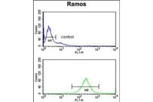 C7 Antibody (Center) (ABIN653210 and ABIN2842751) flow cytometry analysis of Ramos cells (bottom histogram) compared to a negative control cell (top histogram). (C7 Antikörper  (Center))