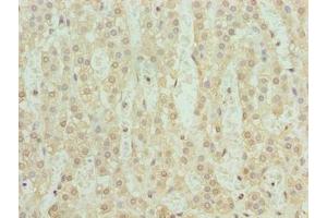 Immunohistochemistry of paraffin-embedded human adrenal gland tissue using ABIN7169356 at dilution of 1:100 (SERTAD1 Antikörper  (AA 1-236))
