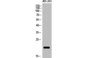 Western Blot analysis of AD-293 cells using Acetyl-NF-E4 (K43) Polyclonal Antibody (NFE4 Antikörper  (acLys43))