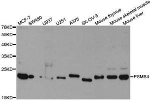 Western blot analysis of extracts of various cell lines, using PSMB4 antibody. (PSMB4 Antikörper  (AA 1-264))