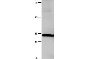 Western Blot analysis of Hela cell using Galectin 1 Polyclonal Antibody at dilution of 1:500 (LGALS1/Galectin 1 Antikörper)