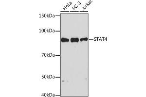 Western blot analysis of extracts of various cell lines, using ST Rabbit mAb (ABIN1681118, ABIN7101700, ABIN7101701 and ABIN7101702) at 1:1000 dilution. (STAT4 Antikörper)