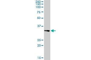 CENPH MaxPab rabbit polyclonal antibody. (CENPH Antikörper  (AA 1-247))