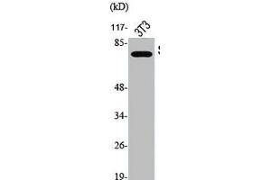 Western Blot analysis of NIH-3T3 cells using Phospho-Synapsin I (S9) Polyclonal Antibody (SYN1 Antikörper  (pSer9))