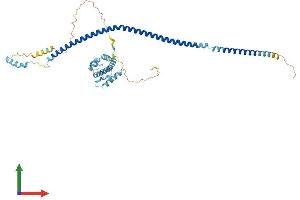 AlphaFold protein structure predicition of Mouse Recombinant Ift57 Protein, UniprotID Q8BXG3