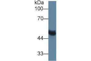 Rabbit Capture antibody from the kit in WB with Positive Control:  Rat serum. (MMP13 ELISA Kit)