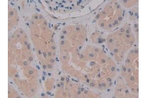 Detection of MPG1 in Human Kidney Tissue using Polyclonal Antibody to Macrophage Expressed Gene 1 Protein (MPG1) (MPEG1 Antikörper  (AA 313-580))
