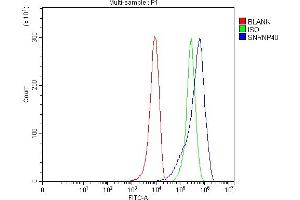 Flow Cytometry analysis of 293T cells using anti-SNRNP40 antibody (ABIN7601719). (SNRNP40 Antikörper  (AA 43-357))
