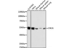 Western blot analysis of extracts of various cell lines using STK26 Polyclonal Antibody at dilution of 1:1000. (STK26/MST4 Antikörper)