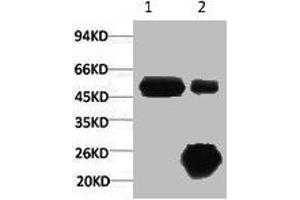 1) Input: Hela Cell Lysate 2) IP product: IP dilute 1:200 (KRT17 Antikörper)