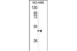 Western blot analysis of AIFM2 antibody (Center) (ABIN388147 and ABIN2846511) in NCI- cell line lysates (35 μg/lane). (AIFM2 Antikörper  (AA 205-233))