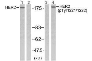 Western blot analysis of extracts from SK-OV3 cells using HER2 (Ab-1221/1222) antibody (E021071, Line 1 and 2) and HER2 (phospho-Tyr1221/Tyr1222) antibody (E011076, Line 3 and 4). (ErbB2/Her2 Antikörper  (pTyr1221, pTyr1222))
