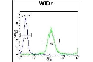 RELA Antibody (N-term) (ABIN1882124 and ABIN2841044) flow cytometric analysis of WiDr cells (right histogram) compared to a negative control cell (left histogram). (NF-kB p65 Antikörper  (N-Term))