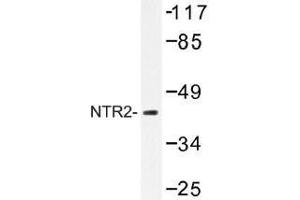 Image no. 1 for anti-Neurotensin Receptor 2 (NTSR2) antibody (ABIN317761) (NTSR2 Antikörper)