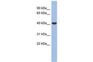 Image no. 1 for anti-Gap Junction Protein, delta 4, 40.1kDa (GJD4) (AA 287-336) antibody (ABIN6742705)