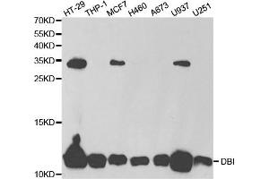 Western Blotting (WB) image for anti-Diazepam Binding Inhibitor (DBI) antibody (ABIN1876558) (Diazepam Binding Inhibitor Antikörper)