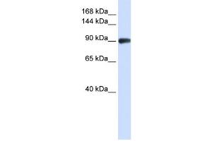 Western Blotting (WB) image for anti-DNA repair and recombination protein RAD54B (RAD54B) antibody (ABIN2458241) (RAD54B Antikörper)