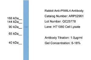 WB Suggested Anti-PIWIL4  Antibody Titration: 0. (PIWIL4 Antikörper  (N-Term))