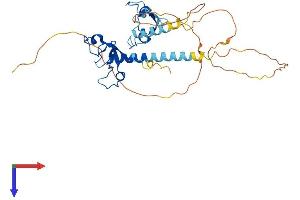 MBNL3 Protein (AA 1-342) (His tag)