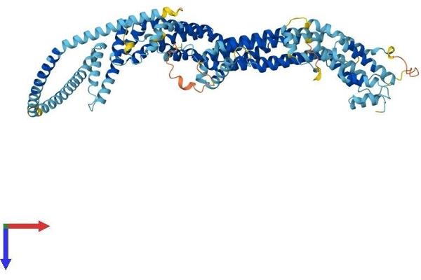 COG7 Protein (AA 1-770) (His tag)