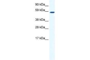 Western Blotting (WB) image for anti-TATA Box Binding Protein (TBP)-Associated Factor, RNA Polymerase I, B, 63kDa (TAF1B) antibody (ABIN2461499) (TAF1B Antikörper)