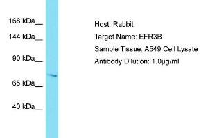 Host: Rabbit Target Name: EFR3B Sample Tissue: Human A549 Whole Cell Antibody Dilution: 1ug/ml (EFR3B Antikörper  (N-Term))