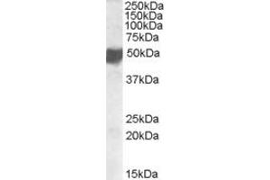 CLMP Antikörper  (C-Term)