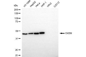 Western blotting analysis using OXSM antibody (ABIN7797422).