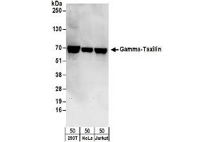 anti-Taxilin gamma (TXLNG) (AA 25-75) antibody
