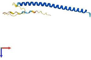 C4orf46 Protein (AA 1-113) (His tag)