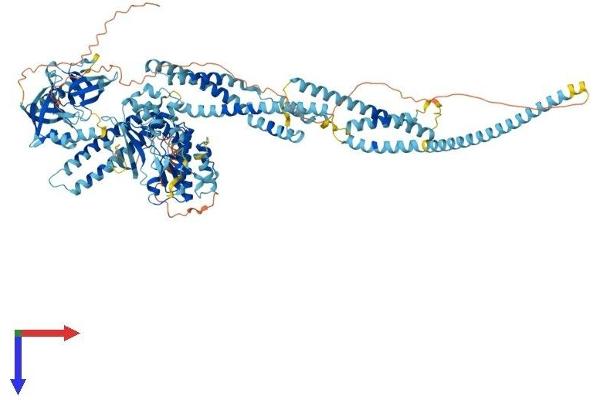 STK31 Protein (AA 1-1019) (His tag)