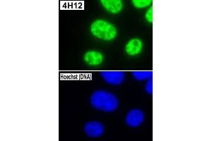 Immunofluorescent staining of L-929 (mouse) cells with Snrpc monoclonal antibody, clone 4H12 . (SNRPC Antikörper)