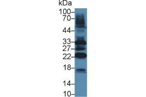 Western Blot; Sample: Mouse Heart lysate; Primary Ab: 5µg/ml Rabbit Anti-Mouse TAZ Antibody Second Ab: 0.