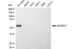 anti-Melanoma Antigen Family C, 2 (MAGEC2) antibody
