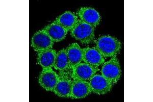 Confocal immunofluorescent analysis of CUZD1 Antibody (C-term)(Cat#AP51141PU-N) with 293 cell followed by Alexa Fluor? (CUZD1 Antikörper  (C-Term))