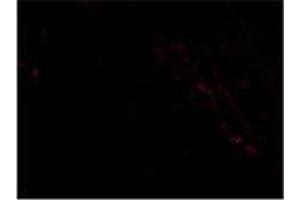 AP20061PU-N PIST antibody staining of PIST in Rat Colon cells by Immunofluorescence. (GOPC Antikörper  (Middle Region))